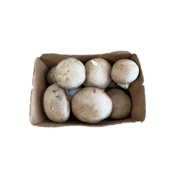 Barquette de Champignons de Paris Blonds Bio Origine France - 200g