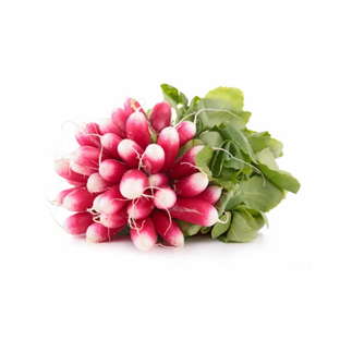 Botte de radis roses bio origine France