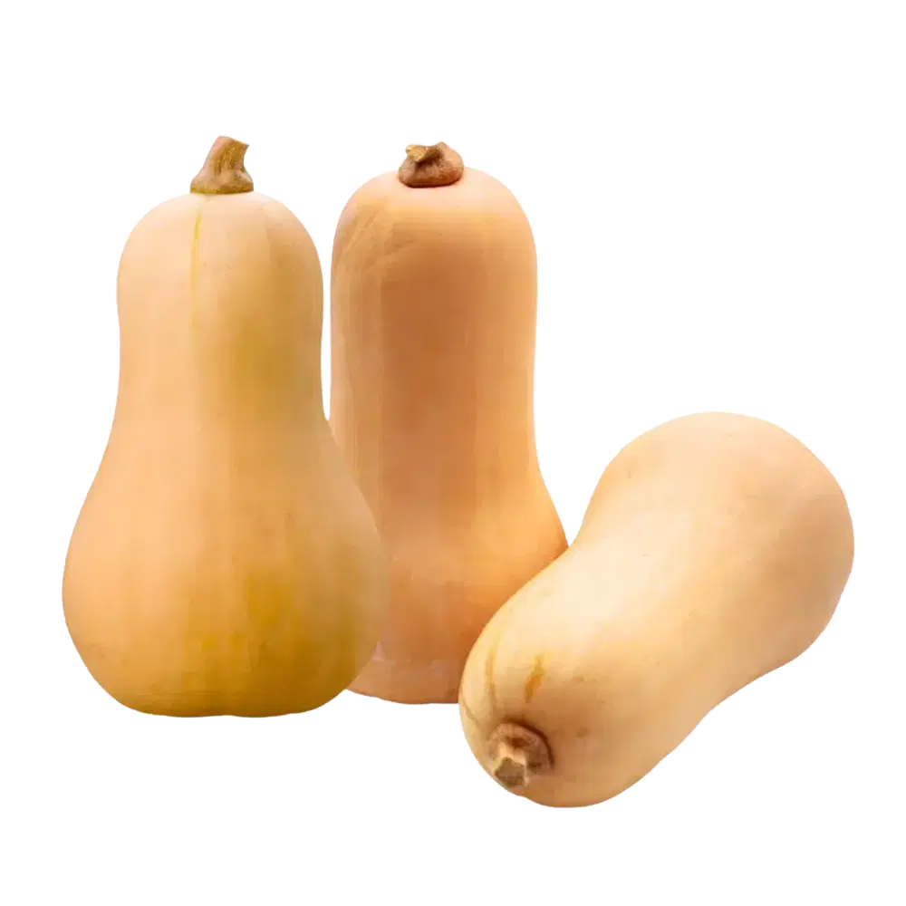 Lot de courges Butternut petit calibre bio origine France x 3