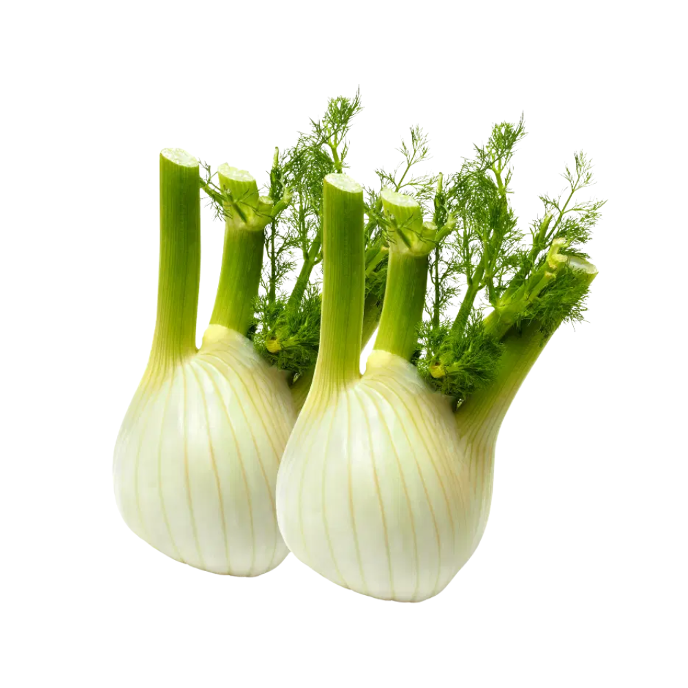 Lot de fenouils bio origine France x 2