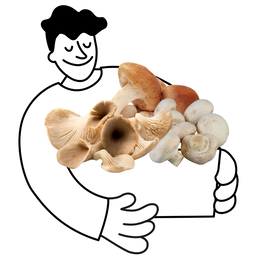 Panier champignons bio