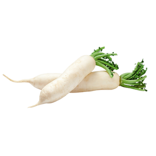 Radis blanc bio origine France