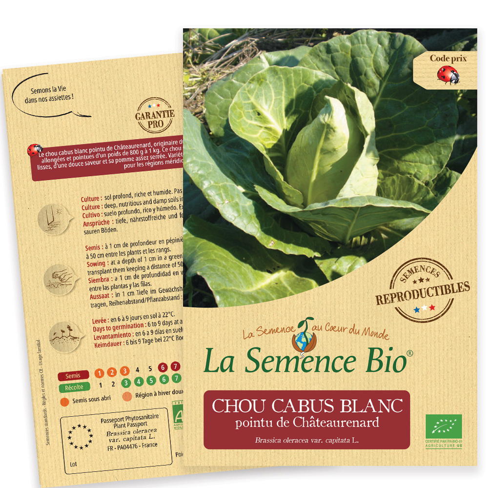 Graines bio de chou cabus blanc pointu chateaurenard