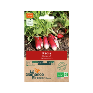 Graines Bio de Radis Flamboyants