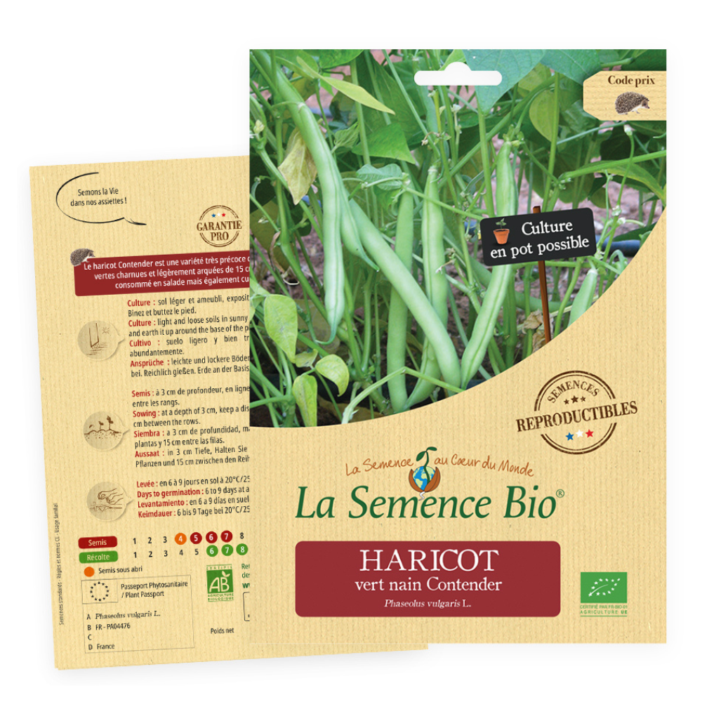 Graines bio haricot vert nain contender