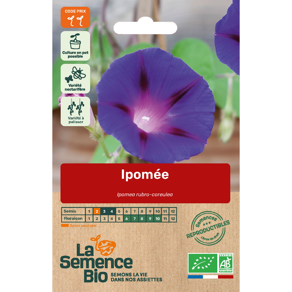 Graines bio ipomée